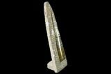Fossil Orthoceras Sculpture - Tall - Morocco #136419-1